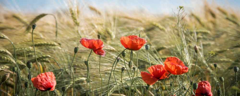 Lughnasadh rituelen 
