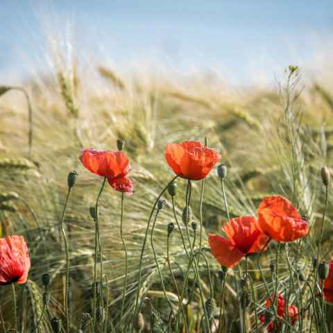 Lammas vieren