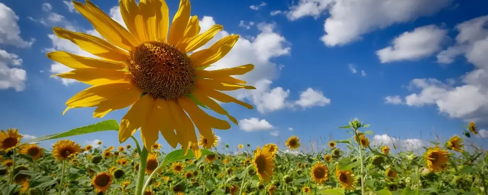 hoe vier je midzomer of litha - zonnebloemen