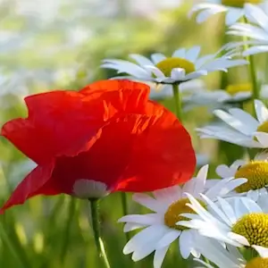 midzomer litha, klaproos en margriet